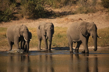 a group of elephants at a riverbank in Botswana