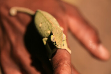 small green chameleon on a human finger © Marcel