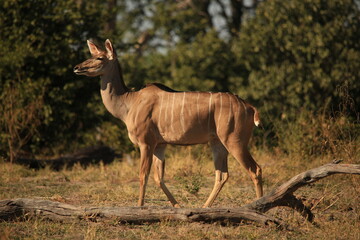 single female kudu antelope in the bush