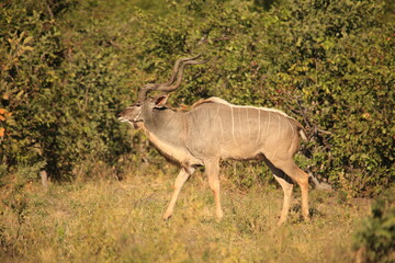 single male kudu antelope in the bush