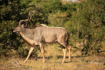 single male kudu antelope in the bush