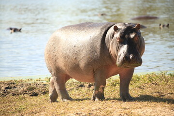 single hippo on the riverbank