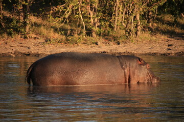 single hippo in a pond at morning