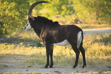 single sable antelope in the bush of Botswana
