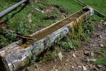 Obraz premium Mysticism and mystery of the Ukrainian Carpathian forest