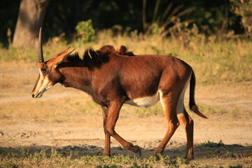 single sable antelope in the bush of Botswana