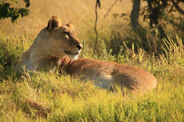 lioness lies in green grass
