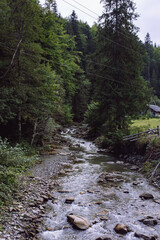 Mysticism and mystery of the Ukrainian Carpathian forest