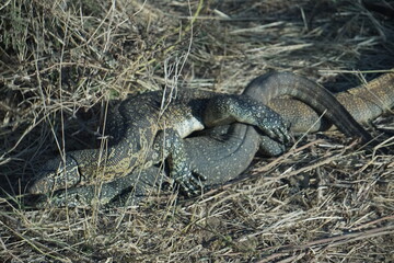 The rock monitor (Varanus albigularis)