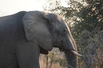 African elephant (Loxodonta africana)