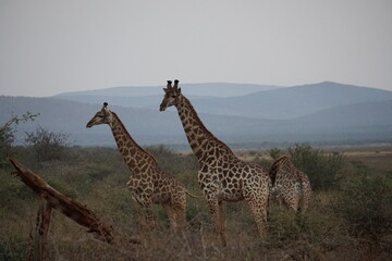 The Reticulated giraffe (Giraffa camelopardalis reticulata) 