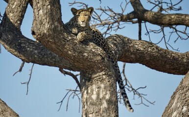Leopard (Panthera pardus) 
