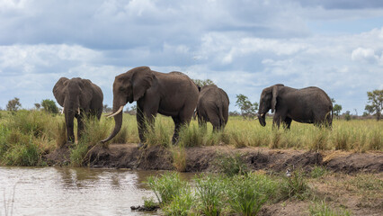 Big bull elephants drinking water