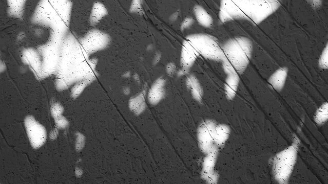 Dark abstract backdround of tree leaves silhouette shadows motion over grey wall