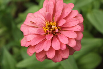 Fototapeta premium Pink color Zinnia elegans or common zinnia flower display with green blurred nature around.