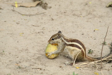 Squirrel, a medium-size rodents playing with it's food, close view on a dry ground.