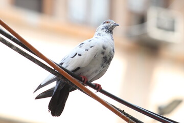 Common Indian Pigeon display on local street. Bird sitting and resting on a wire. Beautiful Bird...