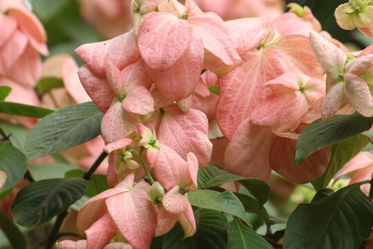 Pink Mussaenda philippica flower display under bright daylight with green leaves. It grows as a shrub or small tree in garden.