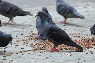 Common Indian Pigeon display on local street. Bird feeding on open and empty road. Beautiful Bird background.