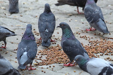 Common Indian Pigeon display on local street. Bird feeding on open and empty road. Beautiful Bird background.