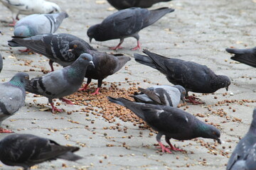 Fototapeta premium Common Indian Pigeon display on local street. Bird feeding on open and empty road. Beautiful Bird background.