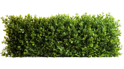hedge, transparent background, isolated image, generative AI