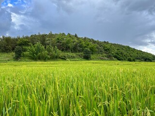 Fototapeta premium Rice plant