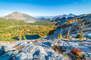 Larch Forest Changing Color
