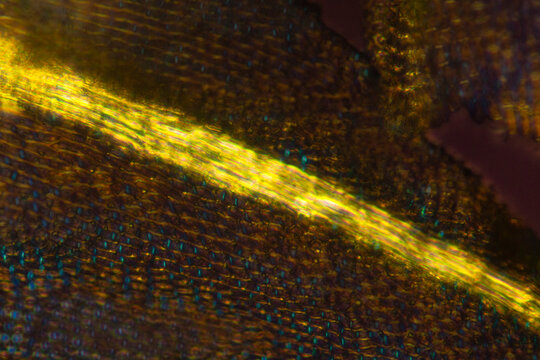 Glowing midrib of a leaf from the fern moss, Thuidium.
