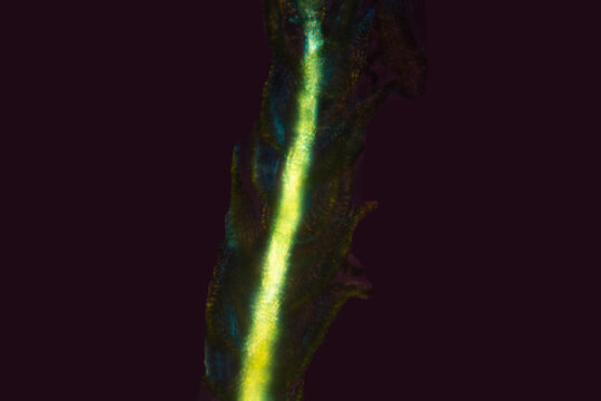 Micrograph of the glowing stem of a fern moss, Thuidium.