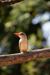 This picture was taken on the lower Zambezi river in Zambia. The bird is a brown kingfisher.