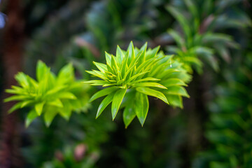 Bunya pine tree branch closeup
