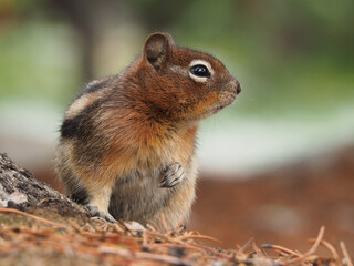 A chipmunk looks to the side with one paw up.