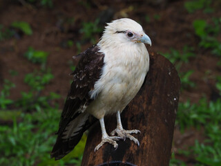 A caracara in the Osa Peninsula of Costa Rica.