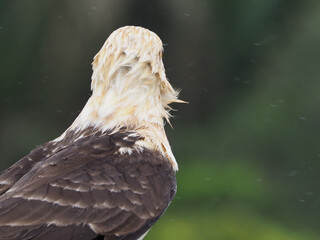 An over-the-shoulder shot of a yellow-headed caracara in the rain. 