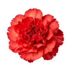 Tischdecke red carnation flower © fromage