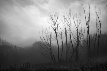 Obraz na płótnie Canvas mglisty poranek w czerni i bieli 