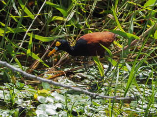 A jacana bird hunts in a Costa Rican marsh.