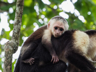 A young capuchin monkey hangs onto it's mother in the treetops.