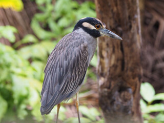 A Yellow-Crowned Night Heron stands silently in a Costa Rican marsh.