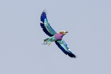 Eine fliegende Gabelracke im Liwonde Nationalpark
