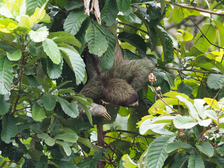 A three-toed sloth hangs from the trees above the Canales de Tortuguero in Costa Rica.