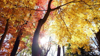 美しい彩りの秋の森