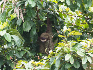 A three-toed sloth hangs from the trees above the Canales de Tortuguero in Costa Rica. © Direct+Drone+Camera