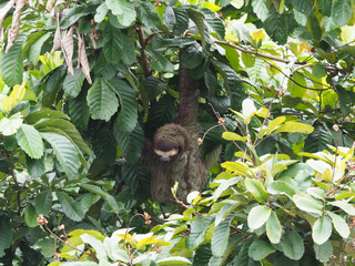A three-toed sloth hangs from the trees above the Canales de Tortuguero in Costa Rica.