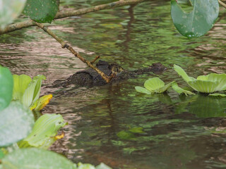 A caiman lurking in the Costa Rica waters in the Canales de Tortuguero.