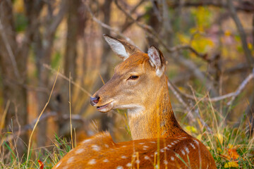 Beautiful sika deer in the autumn forest against the background of colorful foliage of trees. The deer looks to the sides and chews the grass. Fabulous forest autumn landscape with wild animals.