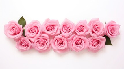 Bottom decoration made of pink roses, isolated on white.