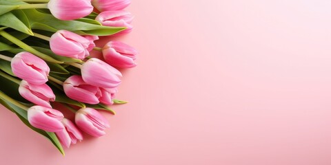 Bouquet of tulips on pink background with copy space for text