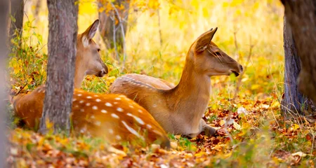 Keuken spatwand met foto Beautiful sika deer in the autumn forest against the background of colorful foliage of trees. The deer looks to the sides and chews the grass. Fabulous forest autumn landscape with wild animals. © Vera
